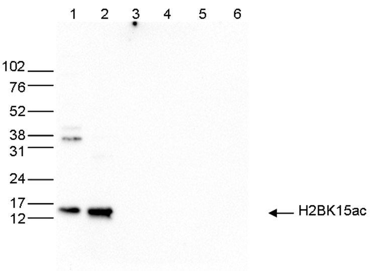 H2BK15ac Antibody validated in Western Blot