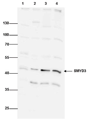 SMYD3 Antibody validated in Western Blot