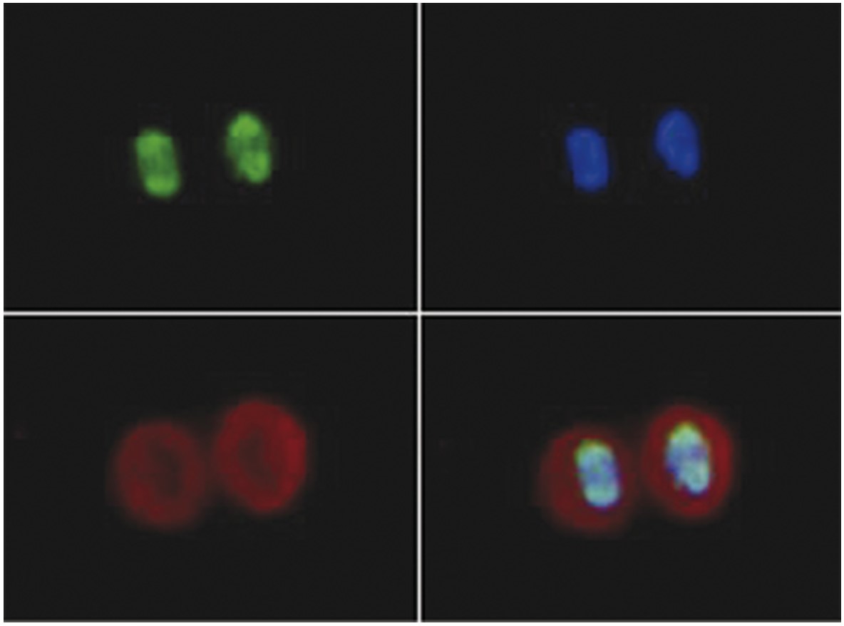 Immunofluorescence