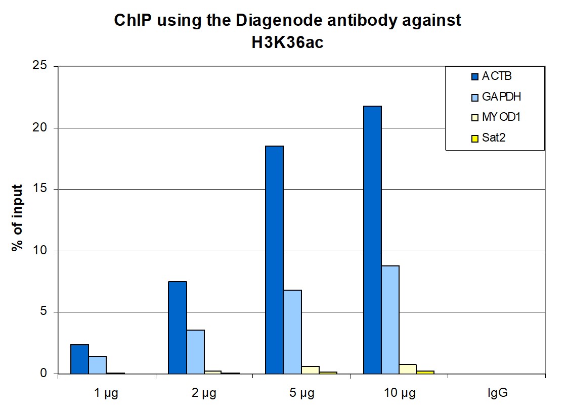 H3K36ac Antibody ChIP Grade