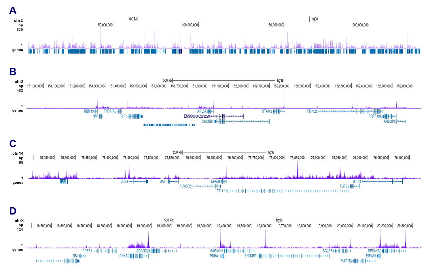 H3K36ac Antibody CUT and Tag Grade