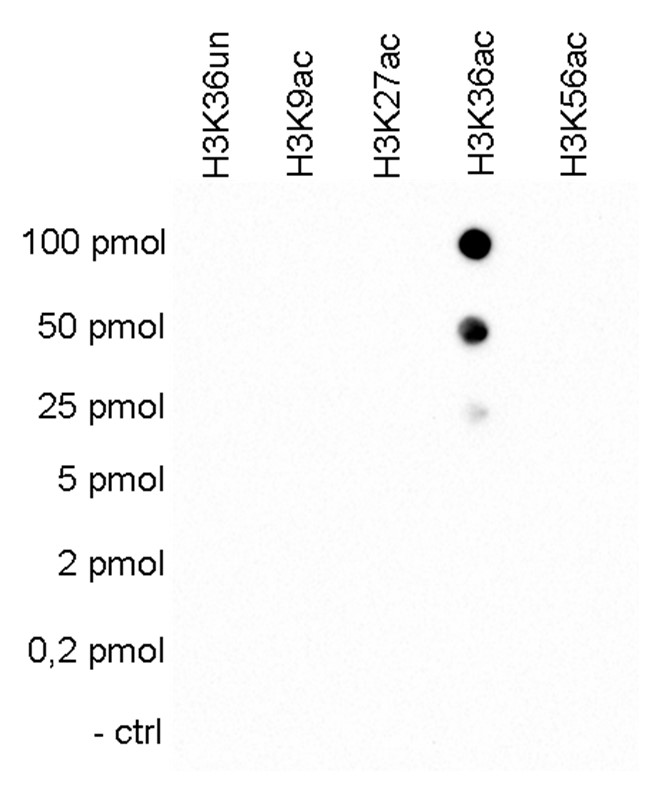 H3K36ac Antibody validated in Dot Blot