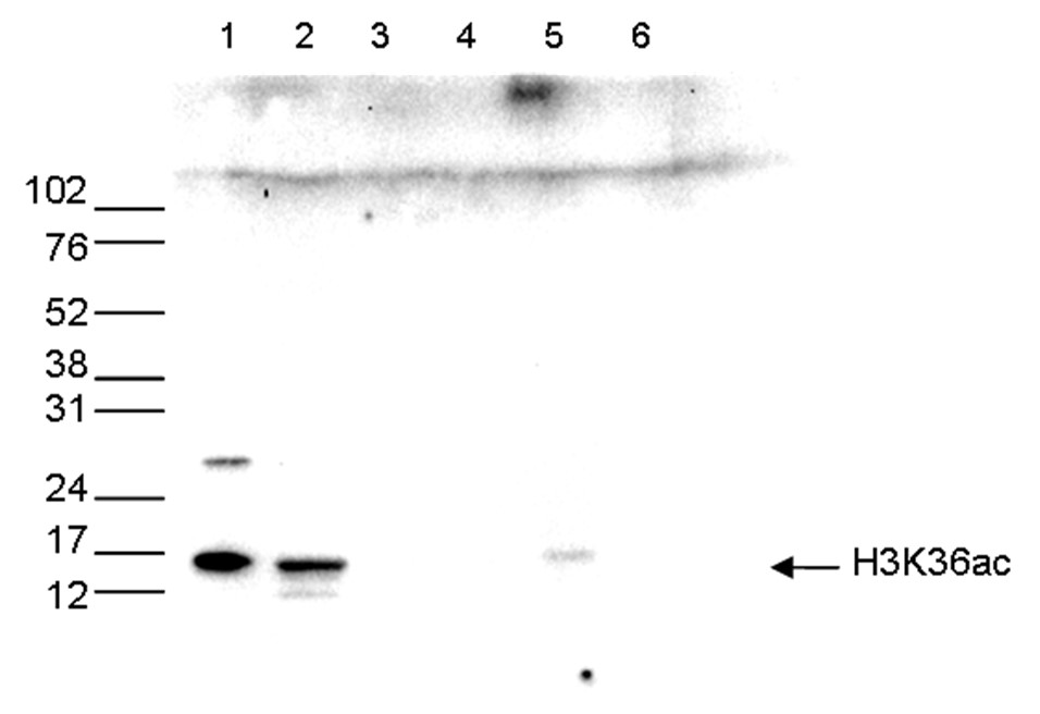 H3K36ac Antibody validated in Western Blot