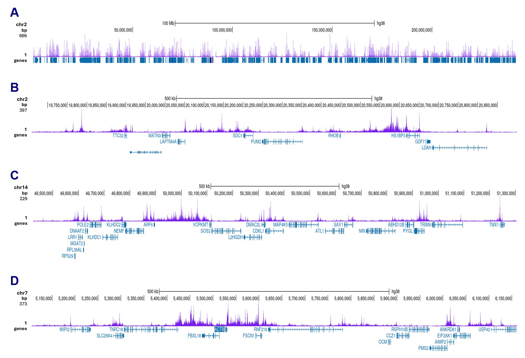 H3K4ac Antibody CUT and Tag Grade