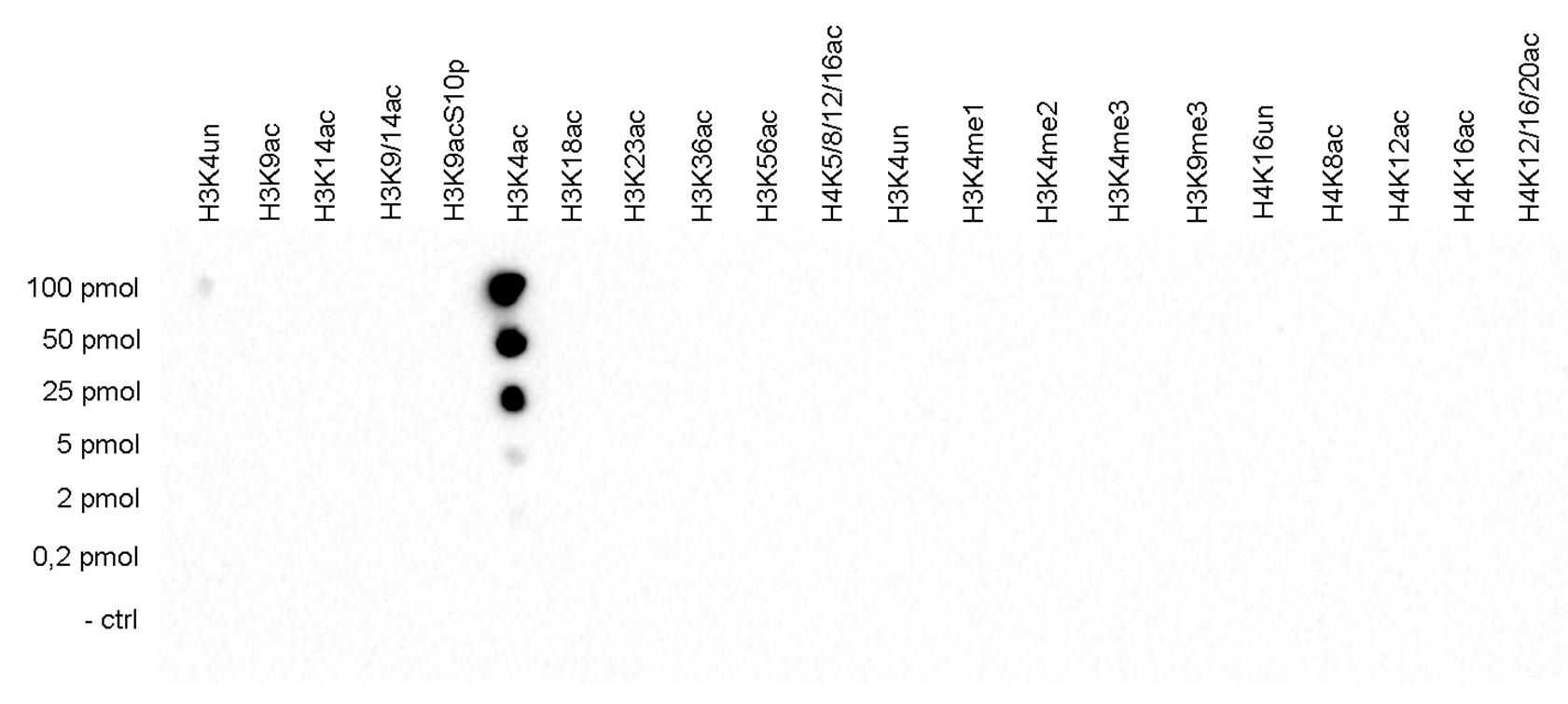 H3K4ac Antibody Dot Blot validation