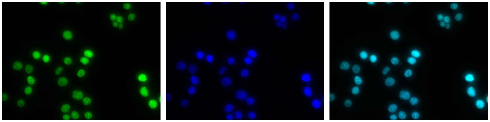 H3K4ac Antibody validated in Immunofluorescence