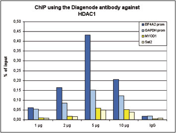 HDAC1 Antibody ChIP Grade