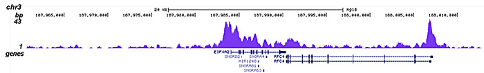 HDAC1 Antibody for ChIP-seq assay