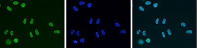 HDAC1 Antibody validated in Immunofluorescence 