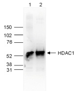 HDAC1 Antibody validated in Western Blot
