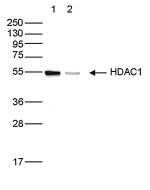 HDAC1 Antibody validated in Western Blot