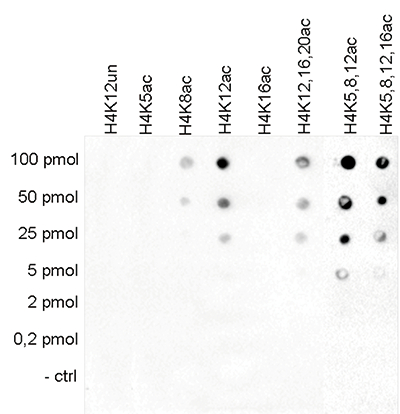 H4K12ac Antibody Dot Blot validation