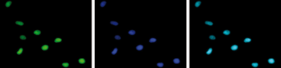 H4K12ac Antibody validated in Immunofluorescence