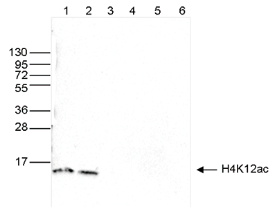 H4K12ac Antibody validated in Western Blot