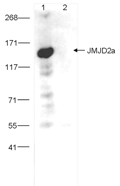 JMJD2a Antibody validated in Immunoprecipitation 