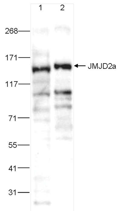 JMJD2a Antibody validated in Western Blot