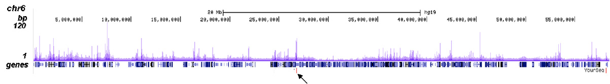 CBX8 Antibody for ChIP-seq assay