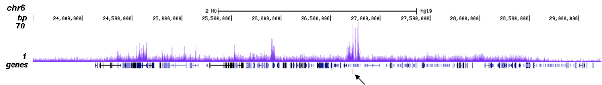 CBX8 Antibody validated in ChIP-seq