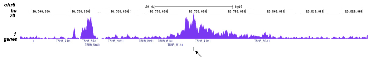 CBX8 Antibody ChIP-seq Grade