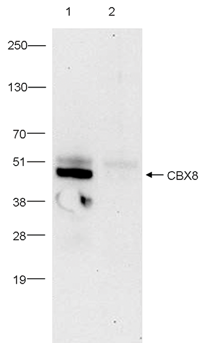 CBX8 Antibody validated in Immunoprecipitation