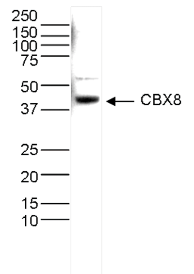 CBX8 Antibody validated in Western Blot