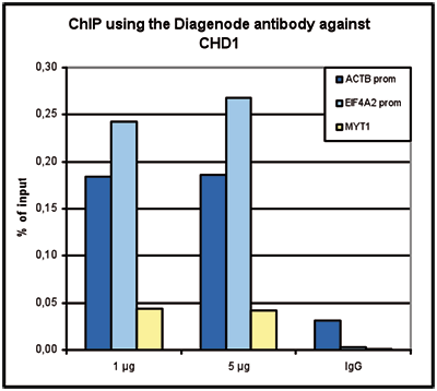 CHD1 Antibody ChIP Grade