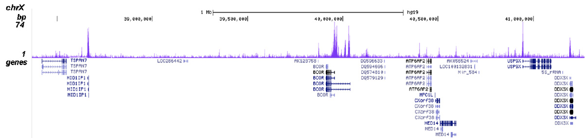 CHD1 Antibody for ChIP-seq