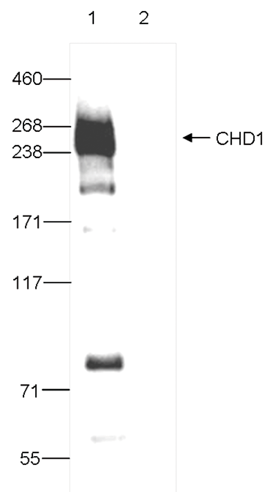 CHD1 Antibody validated in Immunoprecipitation