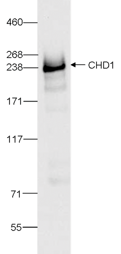 CHD1 Antibody validated in Western Blot