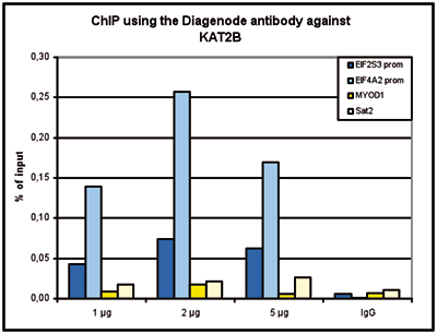 ChIPKAT2B Antibody ChIP Grade