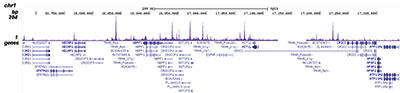 ChIP-seqKAT2B Antibody for ChIP-seq