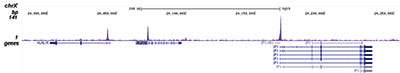 KAT2B Antibody for ChIP-seq assay