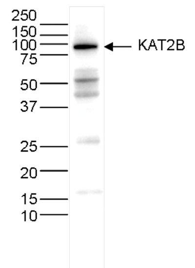 KAT2B Antibody validated in Western Blot