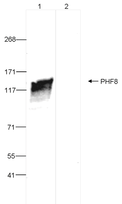 PHF8 Antibody validated in Immunoprecipitation