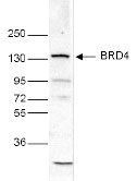 BRD4 Antibody validated in Western Blot 