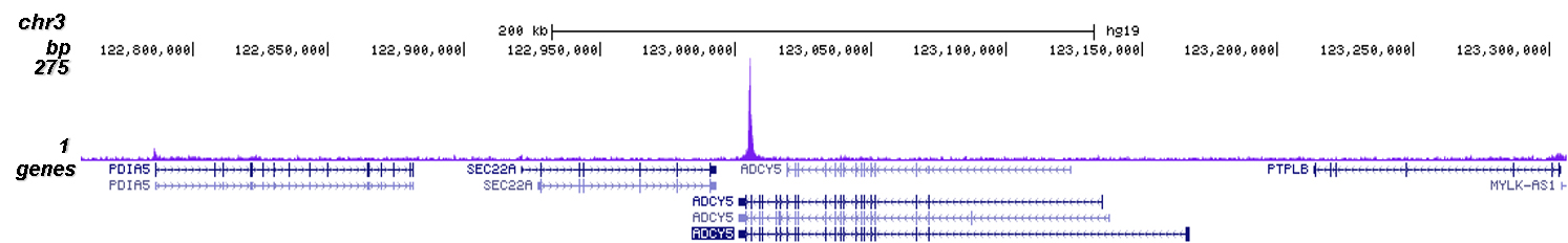 SUV39H1 Antibody for Chip-seq assay