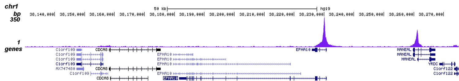 SUV39H1 Antibody validated in Chip-seq 