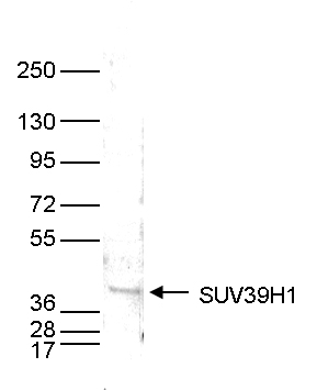 SUV39H1 Antibody validated in Western Blot