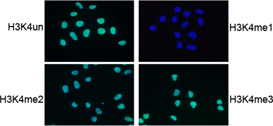 ImmunoFluorescence