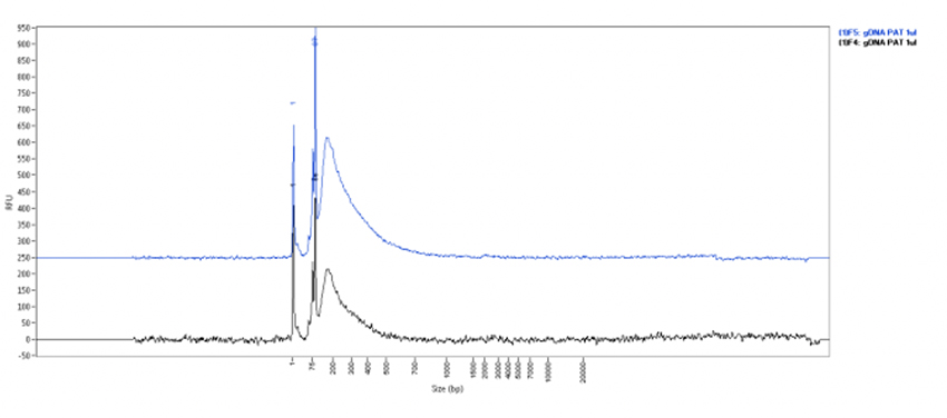 pA-Tn5 Transposase