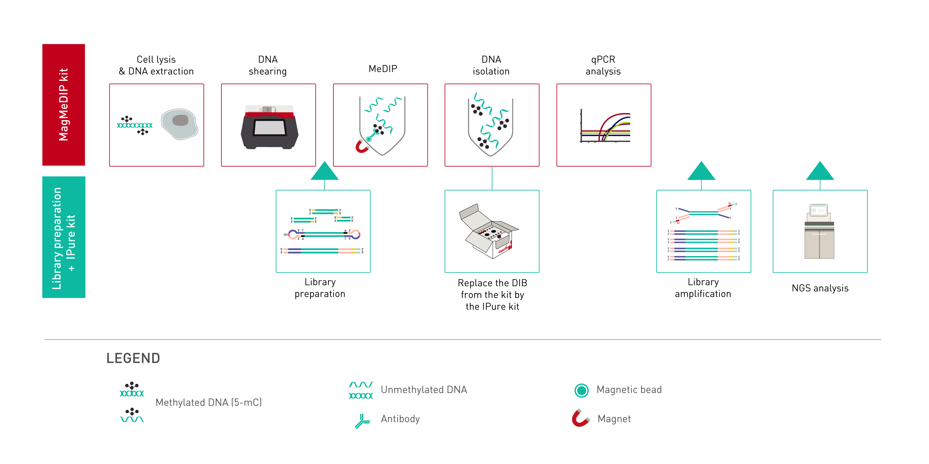 MagMeDIP qPCR Kit x10 workflow