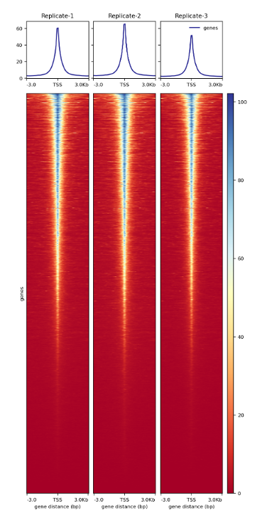  open chromatin regions