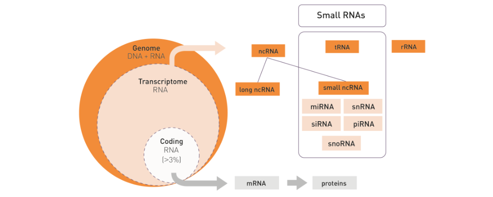 small RNA sequencing kit