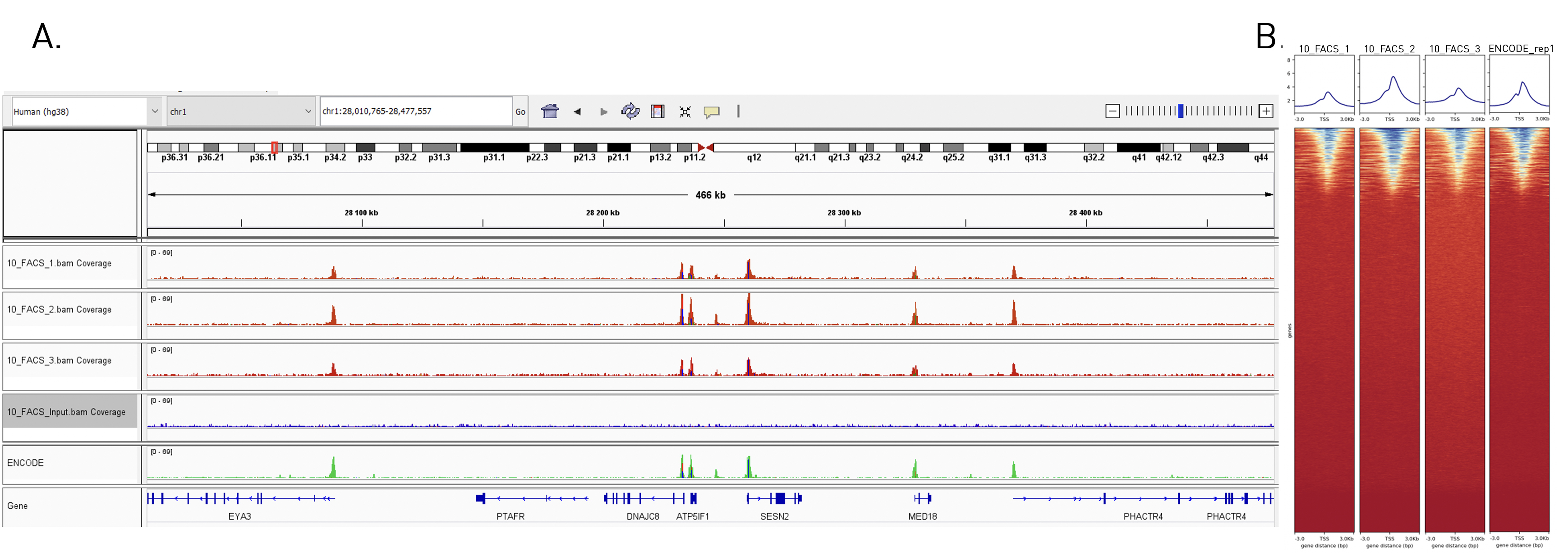 small non coding RNA