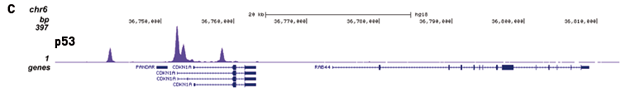 ChIP-seq figure C