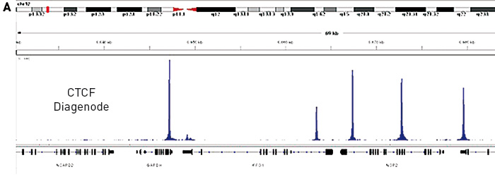 CTCF Diagenode