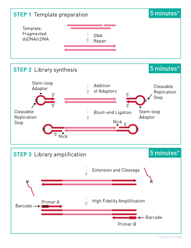 MicroPlex Library Preparation Kit v3 /48 rxns