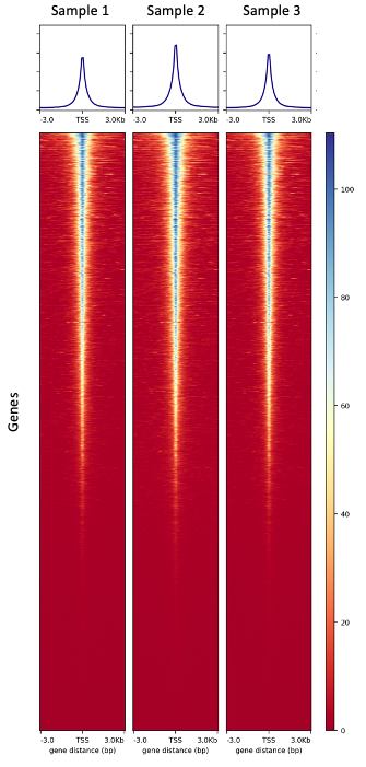 Diagenode Tagmentation 