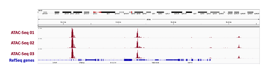 Transposase enzymes for ATAC-Seq