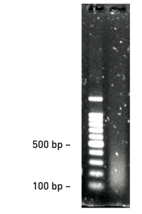 Cell lysis